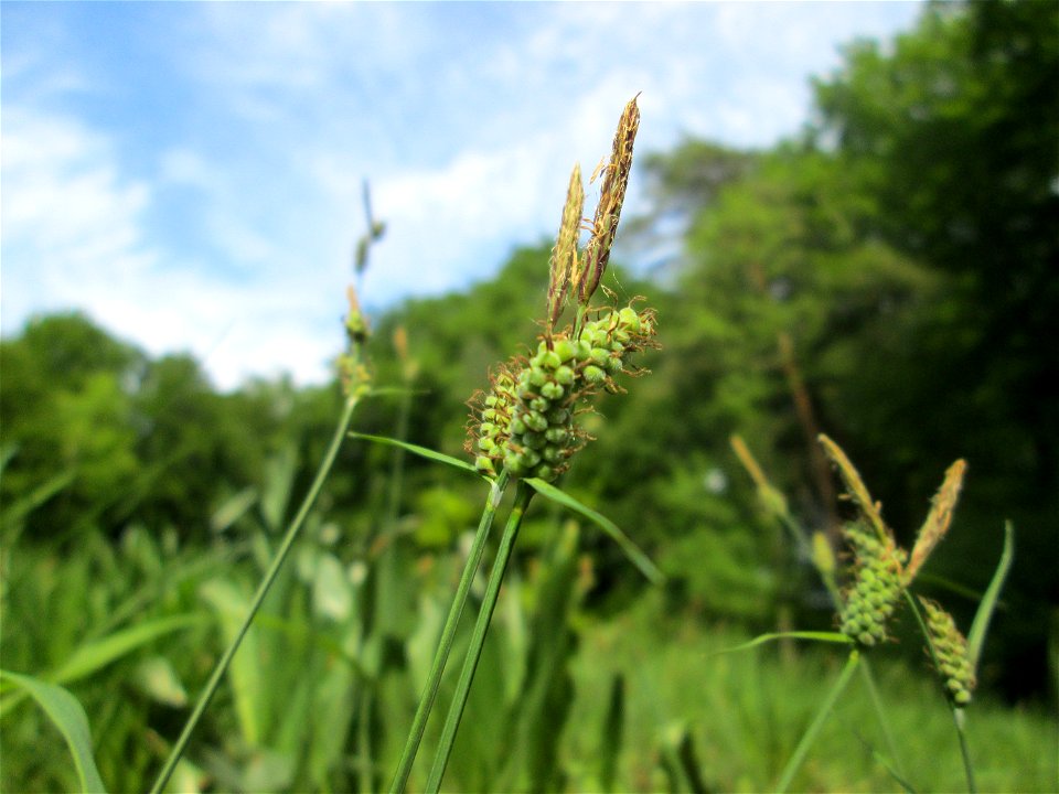 Bleiche Segge (Carex pallescens) im Naturschutzgebiet „Wusterhang“ oberhalb von Fechingen