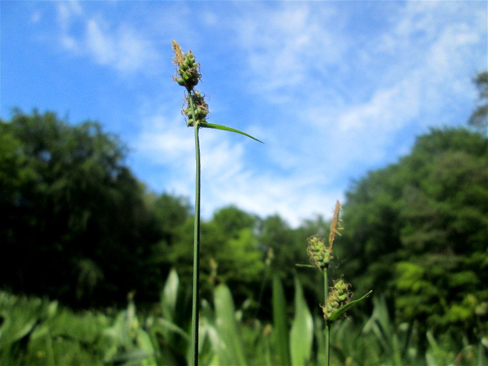 Bleiche Segge (Carex pallescens) im Naturschutzgebiet „Wusterhang“ oberhalb von Fechingen
