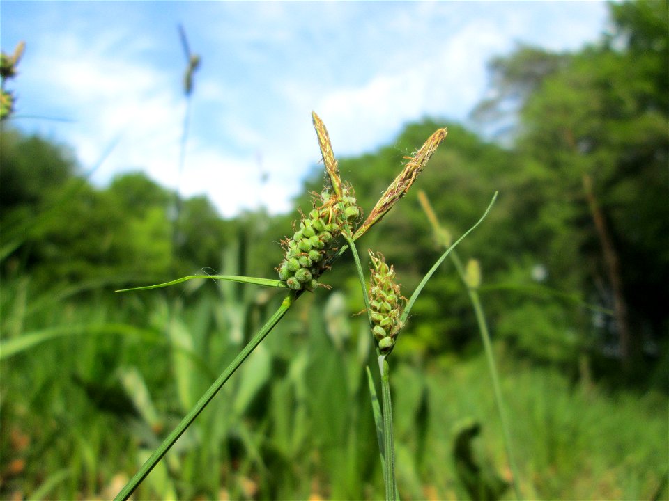 Bleiche Segge (Carex pallescens) im Naturschutzgebiet „Wusterhang“ oberhalb von Fechingen