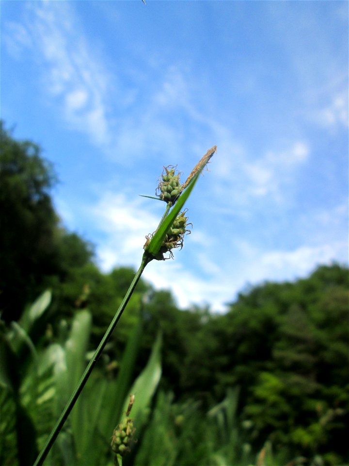 Bleiche Segge (Carex pallescens) im Naturschutzgebiet „Wusterhang“ oberhalb von Fechingen