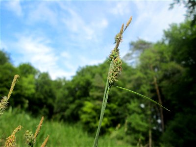 Bleiche Segge (Carex pallescens) im Naturschutzgebiet „Wusterhang“ oberhalb von Fechingen
