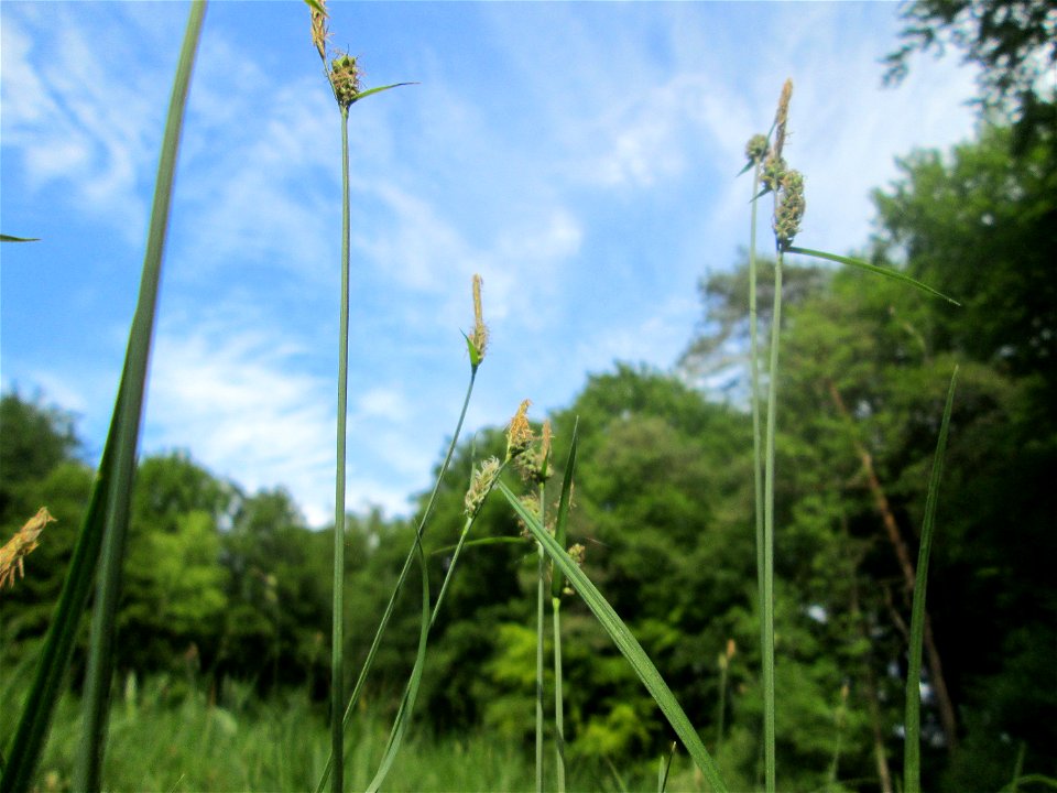 Bleiche Segge (Carex pallescens) im Naturschutzgebiet „Wusterhang“ oberhalb von Fechingen