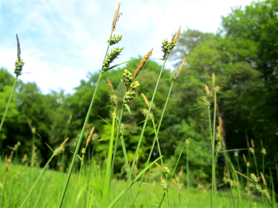 Bleiche Segge (Carex pallescens) im Naturschutzgebiet „Wusterhang“ oberhalb von Fechingen