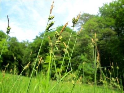 Bleiche Segge (Carex pallescens) im Naturschutzgebiet „Wusterhang“ oberhalb von Fechingen photo