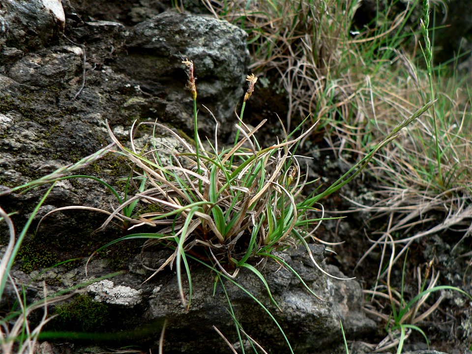 Carex rupestris on Cervena hora mountain, Hruby Jesenik, Czech republic (one of only two sites of this species in the Czech republic)