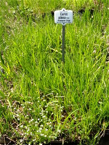Carex pilosa specimen in the Botanischer Garten München-Nymphenburg, Munich, Germany.