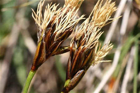 Carex curvula photo