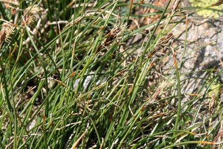 Carex curvula photo