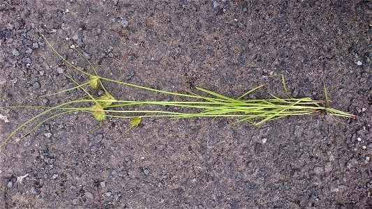 Carex bohemica photo