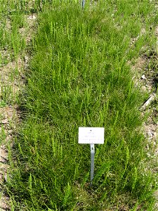Juncus compressus specimen in the Botanischer Garten München-Nymphenburg, Munich, Germany.
