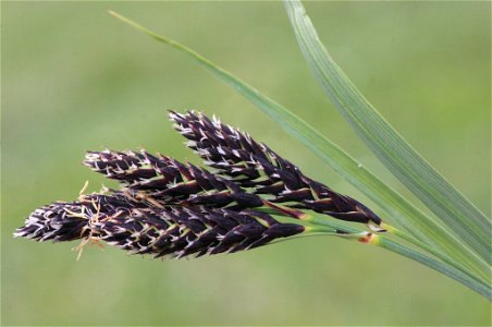 Carex atrata photo