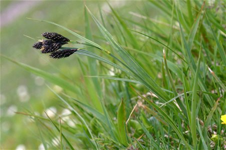 Carex atrata photo