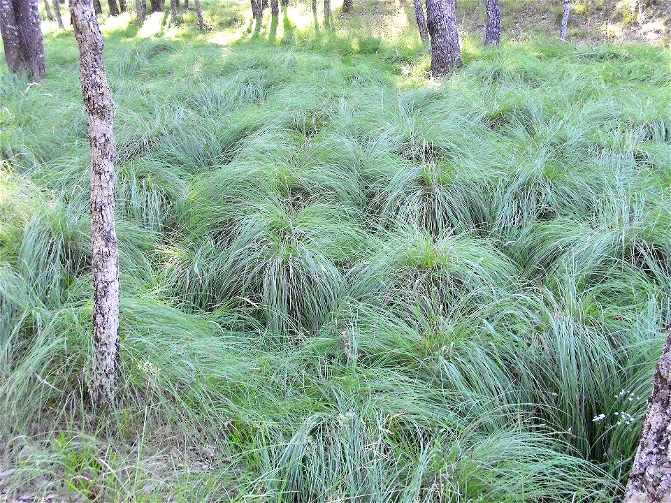 Carex divulsa subsp. leersii meadow habit — in Sierra Madrona habitat, Castile-La Mancha, Spain.