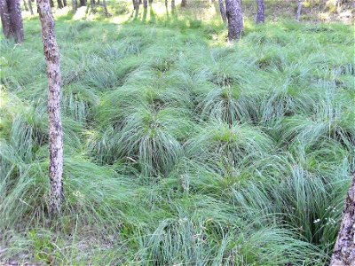 Carex divulsa subsp. leersii meadow habit — in Sierra Madrona habitat, Castile-La Mancha, Spain. photo