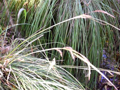 Carex divulsa subsp. leersii leaves and inflorescences — in Sierra Madrona habitat, Castile-La Mancha, Spain. photo