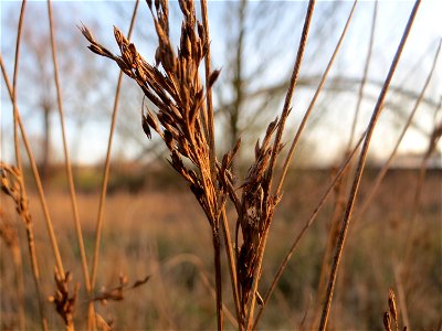 Blaugrüne Binse (Juncus inflexus) in Saarbrücken photo