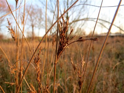Blaugrüne Binse (Juncus inflexus) in Saarbrücken