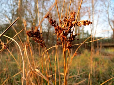 Blaugrüne Binse (Juncus inflexus) in Saarbrücken