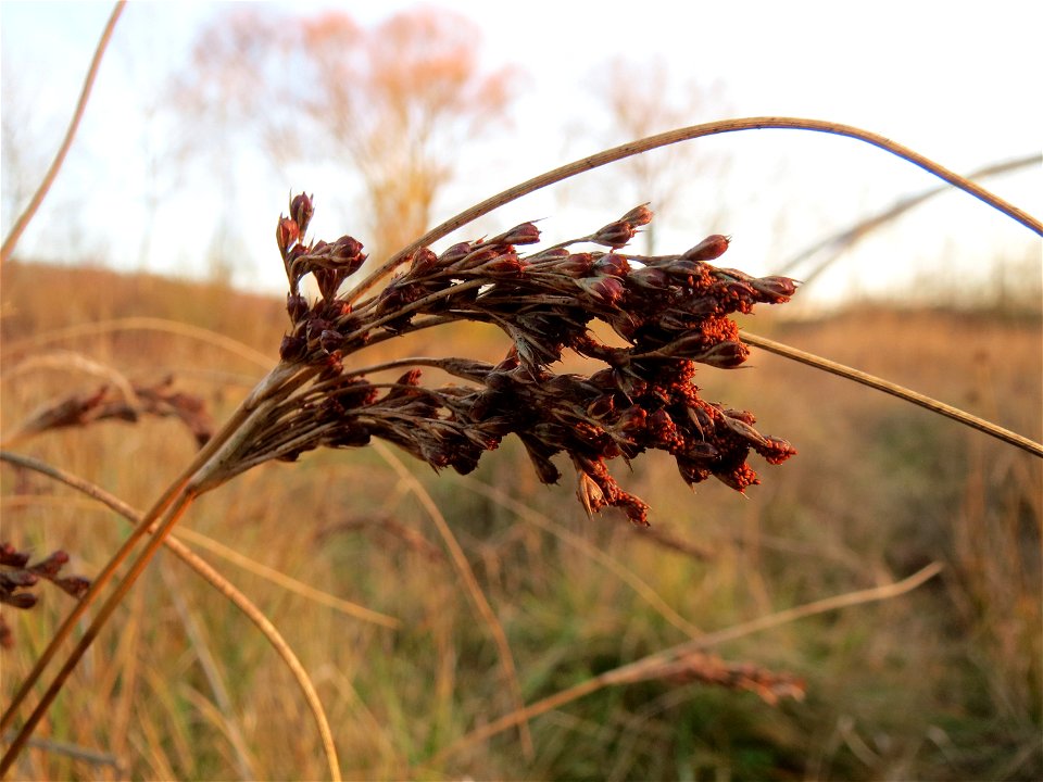 Blaugrüne Binse (Juncus inflexus) in Saarbrücken