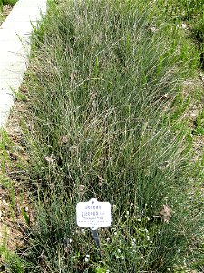 Juncus glaucus specimen in the Botanischer Garten München-Nymphenburg, Munich, Germany.