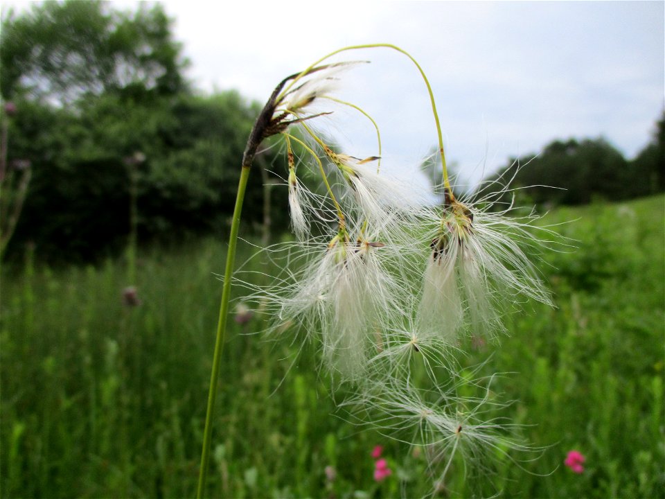 Breitblättriges Wollgras (Eriophorum latifolium) an einem Kalkquellsumpf im Naturschutzgebiet Südlicher Bliesgau/Auf der Lohe bei Gersheim