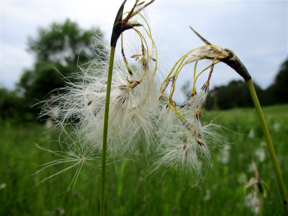 Breitblättriges Wollgras (Eriophorum latifolium) an einem Kalkquellsumpf im Naturschutzgebiet Südlicher Bliesgau/Auf der Lohe bei Gersheim
