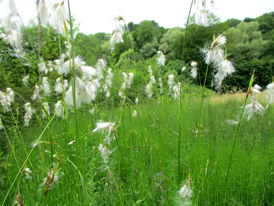 Breitblättriges Wollgras (Eriophorum latifolium) im Naturschutzgebiet Südlicher Bliesgau/Auf der Lohe bei Gersheim