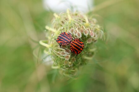 Minstrel bug bug insect photo