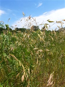 Meadow Brome (Bromus riparius) photo