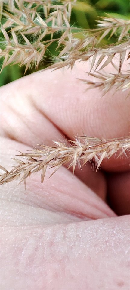 Calamagrostis purpurea