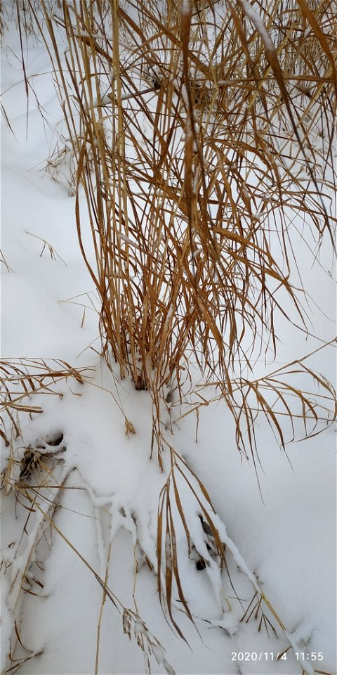 Calamagrostis purpurea