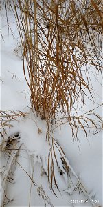 Calamagrostis purpurea photo