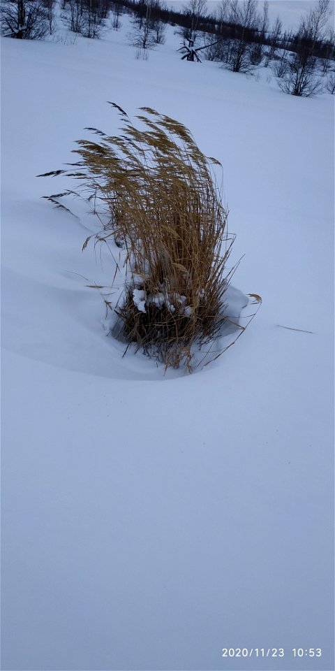 Calamagrostis purpurea