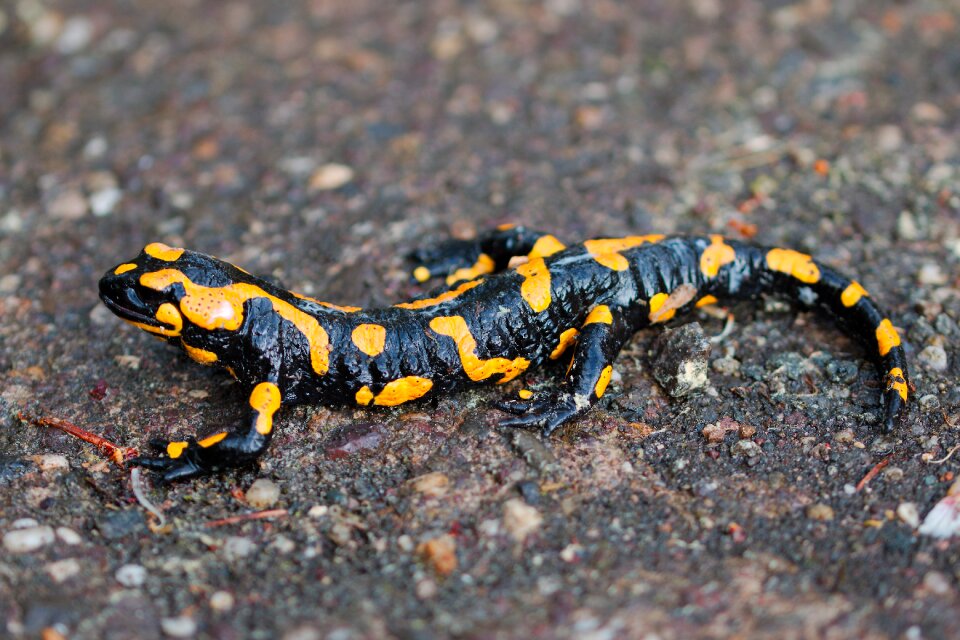 Small salamander walk