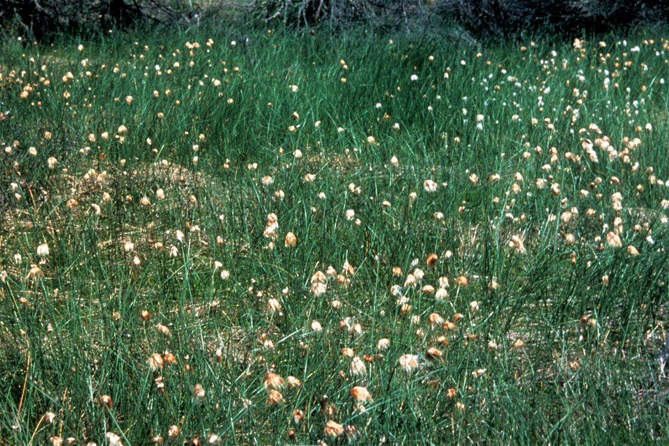 Eriophorum russeolum