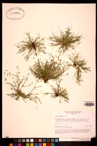 Juncus ambiguus