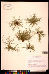 Juncus ambiguus photo