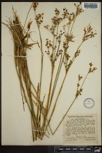 Juncus canadensis photo