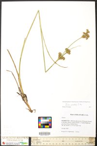 Juncus canadensis photo