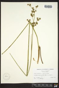 Juncus canadensis photo