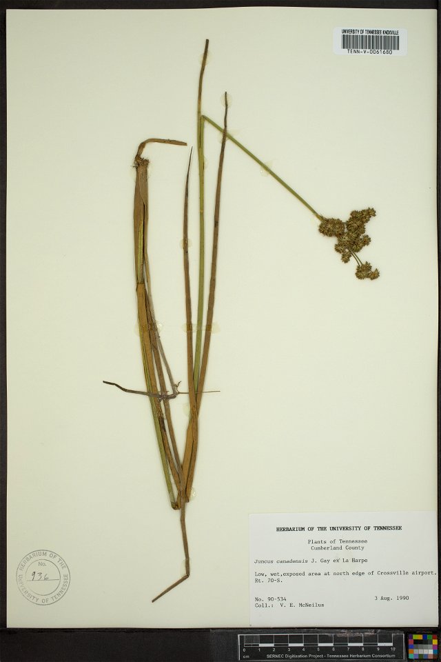 Juncus canadensis