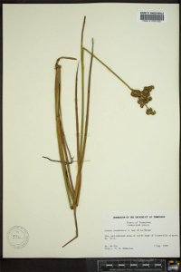Juncus canadensis photo