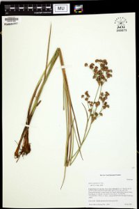 Juncus canadensis photo