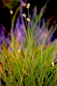 sparse-flowered sedge (Carex tenuiflora)