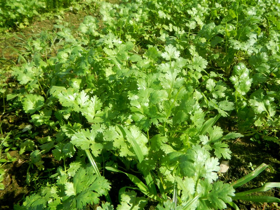 Coriander  Umbelliferae Cilantro Coriandrum sativum Linn. CORIANDER Yan sui