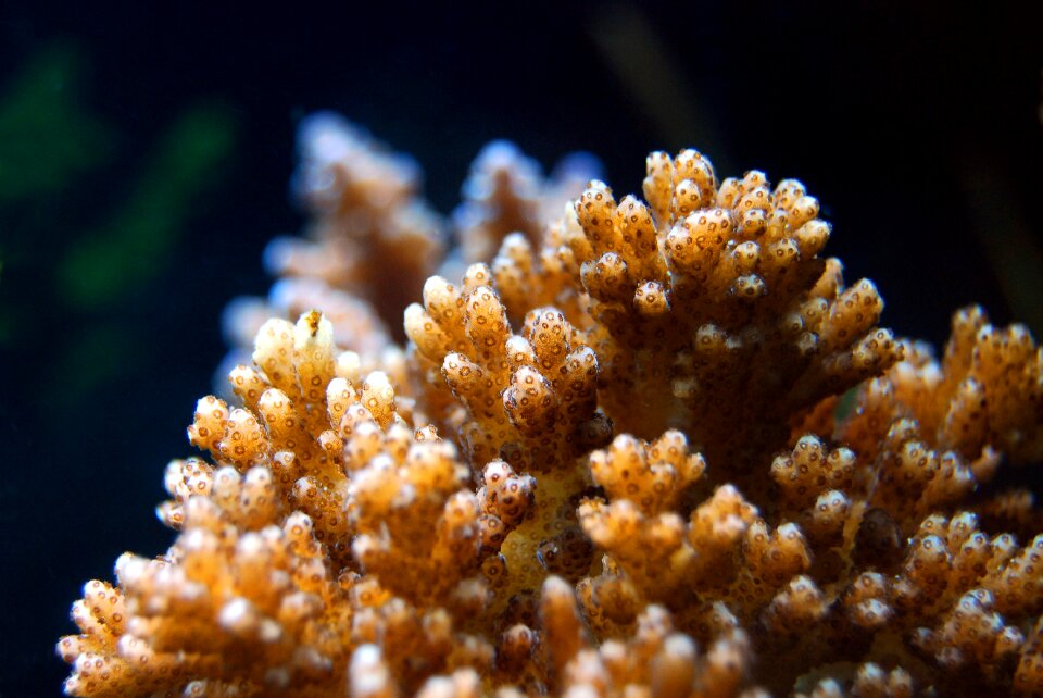 Nature wildlife ocean
