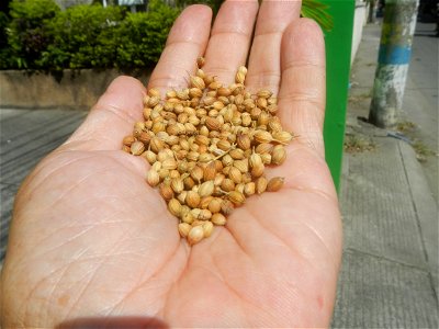 Cuisine of Baliuag Bulacan