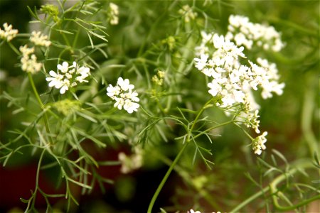 coriander in bloom photo