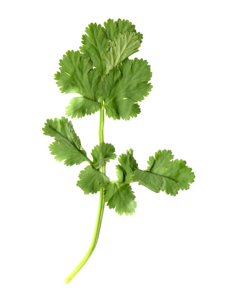 A close-up scan of a cilantro leaf.