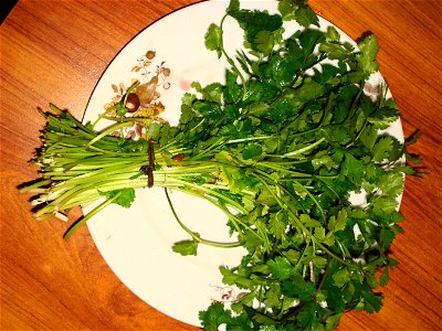 Coriander photo